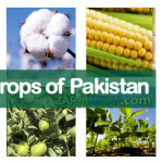 major-crops-of-pakistan