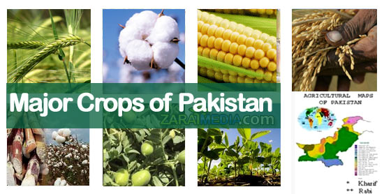 essay major crops of pakistan